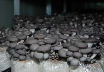 Oyster Mushroom